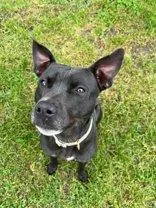 An adult medium-sized female Black Pit Bull Terrier dog named Aubrey for adoption in Moline, IL