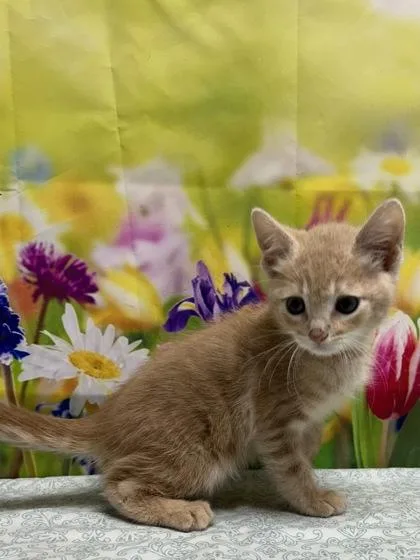 A young small-sized male Domestic Short Hair cat named Cody for adoption in San Antonio, TX