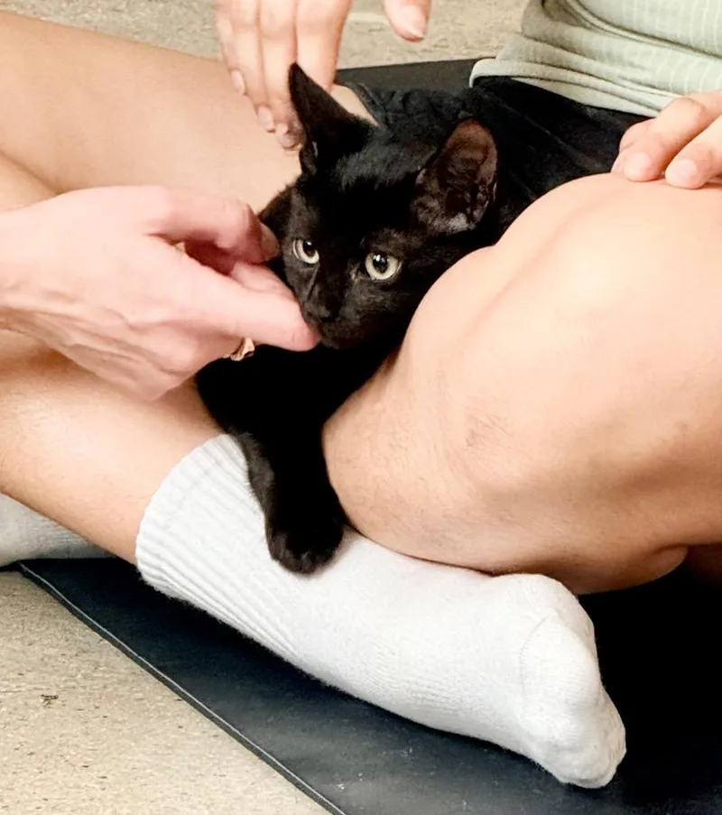 A baby medium-sized female Domestic Short Hair cat named Hattie for adoption in New York, NY