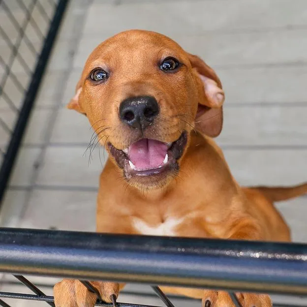 A baby medium-sized male Brown / Chocolate Mixed Breed dog named Doc for adoption in Bradenton, FL
