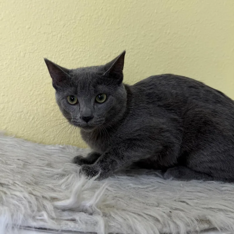 A baby small-sized female Gray / Blue / Silver Domestic Short Hair cat named Hana for adoption in Las Vegas, NV