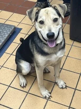 A young medium-sized male Mixed Breed dog named Gilbert for adoption in Gainesville, FL