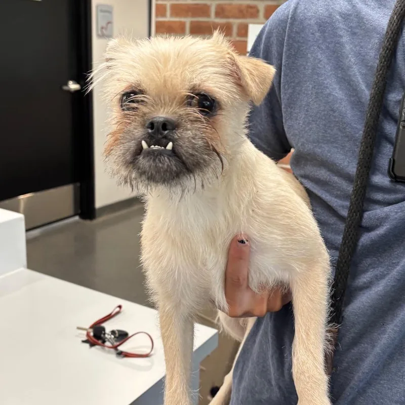 A young small-sized male Yellow / Tan / Blond / Fawn Mixed Breed dog named Professor Wagglesworth for adoption in Allentown, PA