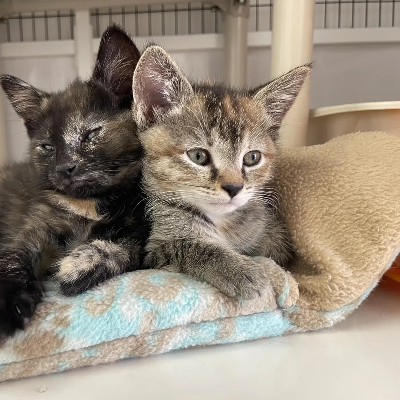 A baby medium-sized female Dilute Tortoiseshell Dilute Tortoiseshell cat named Chrissy for adoption in Colonia, NJ