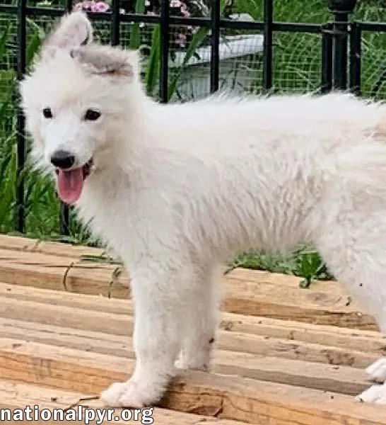 A baby large-sized female White / Cream Great Pyrenees dog named Oreo in KY for adoption in Beacon, NY