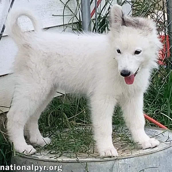 Oreo in KY  thumbnail 2