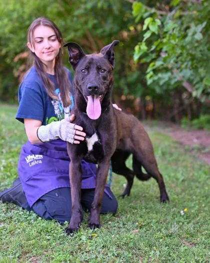An adult large-sized male Mixed Breed dog named Venmo for adoption in Chamblee, GA