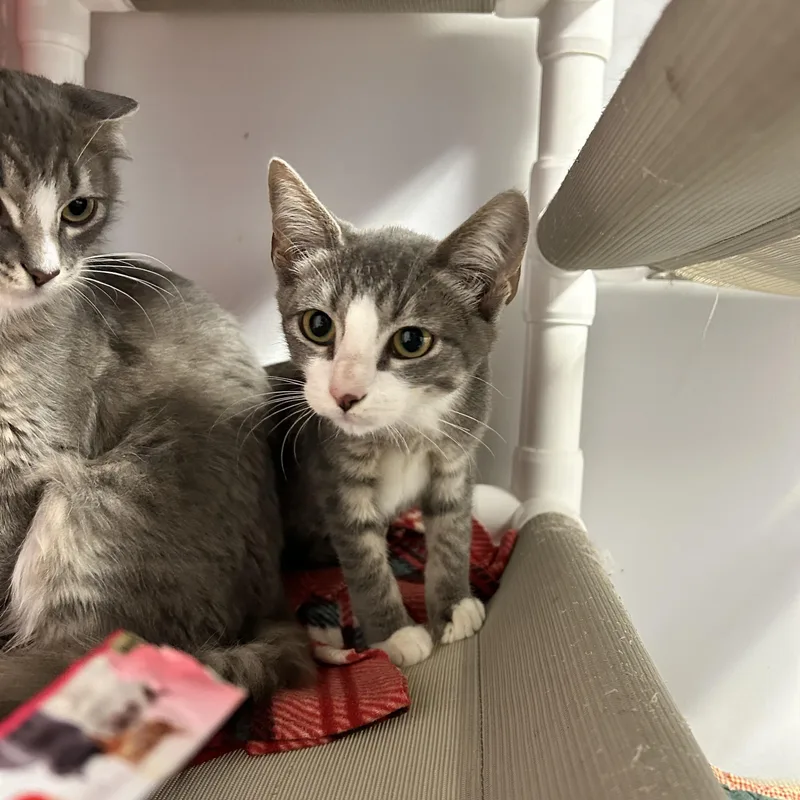 A baby small-sized female Gray & White Domestic Short Hair cat named Orbit for adoption in North Haven, CT