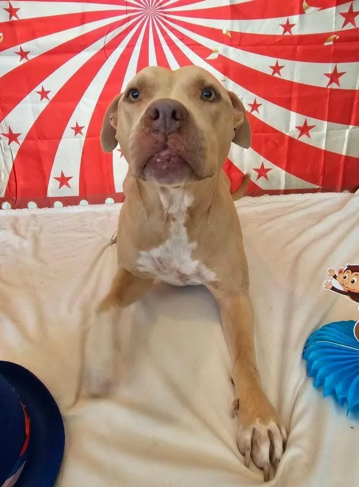 Honey Aka Halsie thumbnail 2