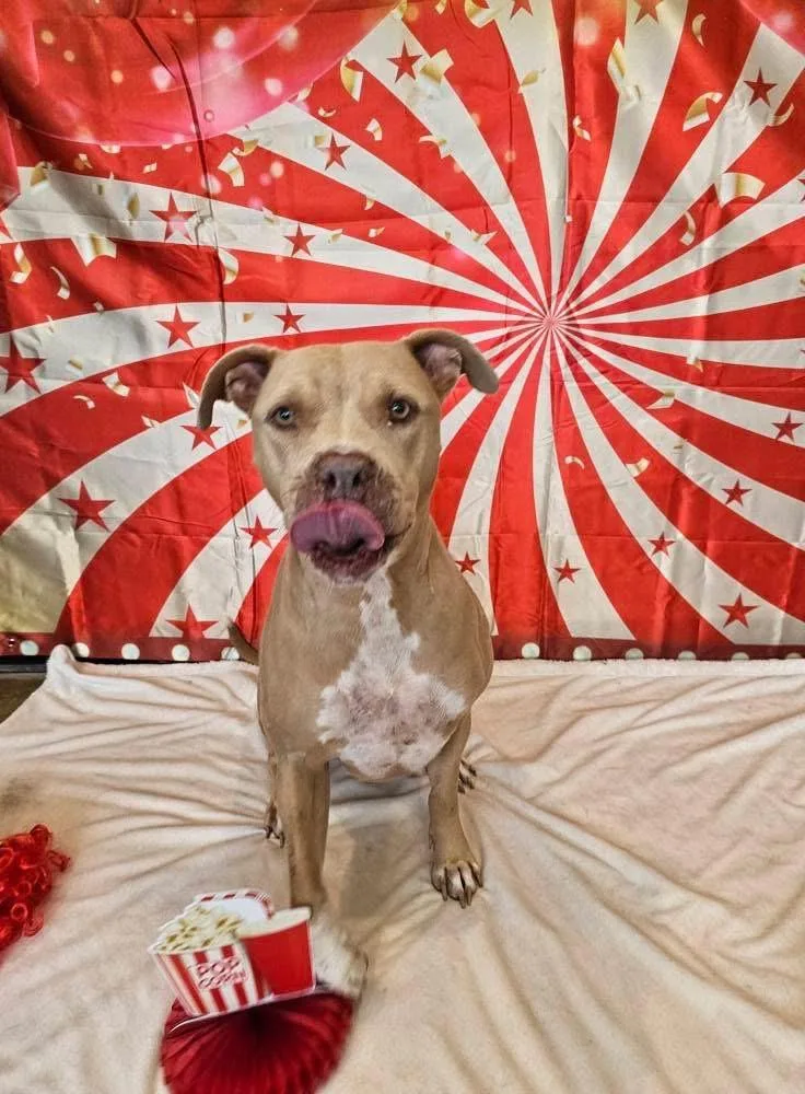 Honey Aka Halsie thumbnail 4