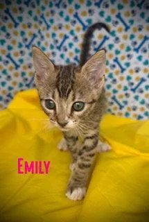 A young medium-sized female Domestic Short Hair cat named Emily for adoption in Pleasanton, TX