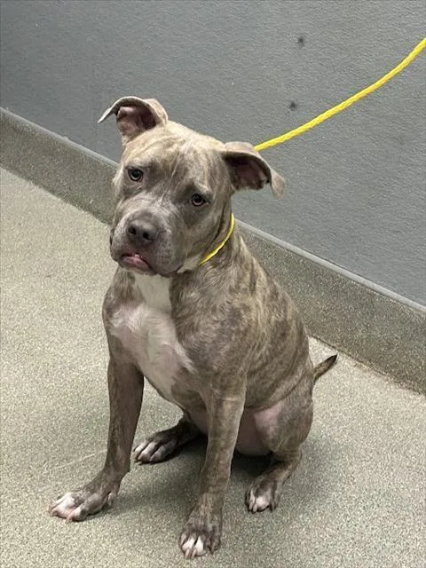 A young small-sized male American Bulldog dog named Mick for adoption in Las Vegas, NV