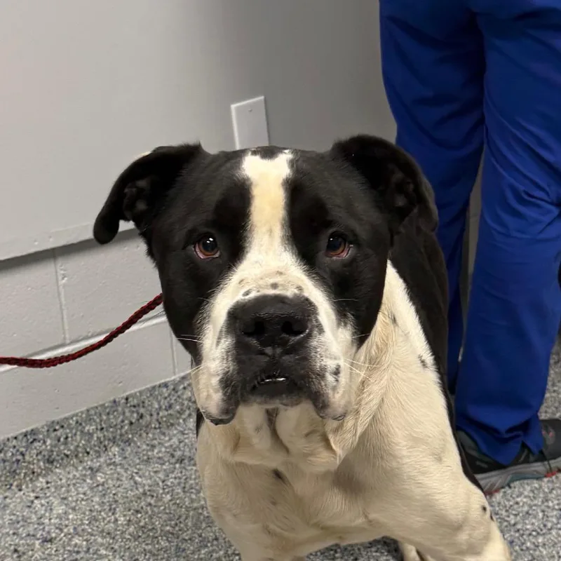 An adult large-sized male Mixed Breed dog named Niner for adoption in Greenville, SC