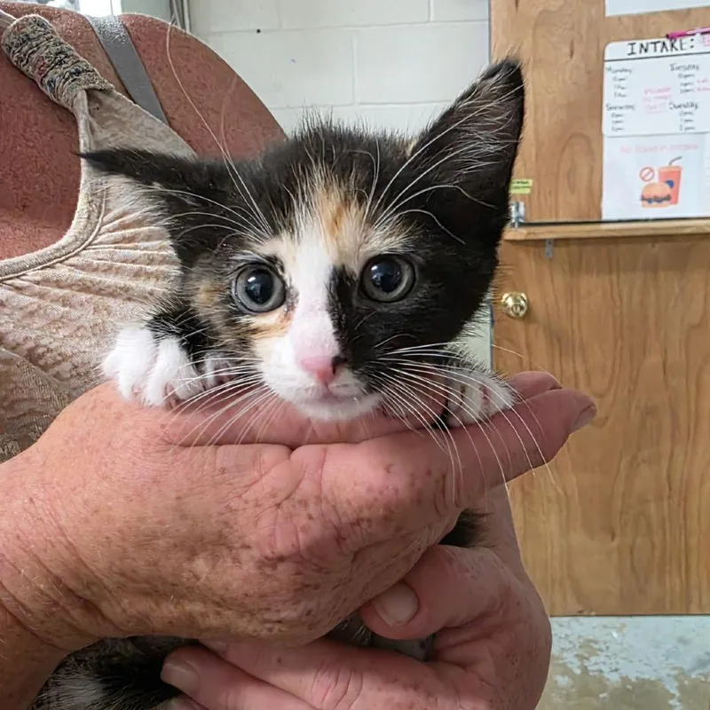 A baby small-sized female Tortoiseshell Domestic Short Hair cat named Boo for adoption in Eureka Springs, AR