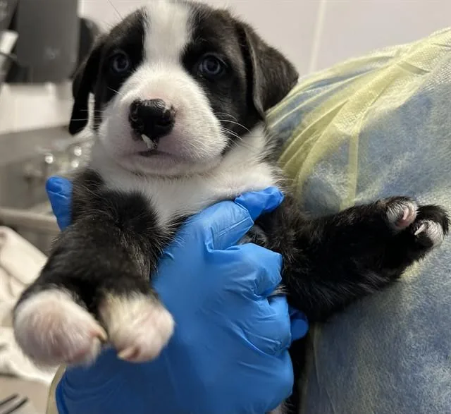 A baby small-sized female Saint Bernard dog named Sebastian for adoption in Tucson, AZ