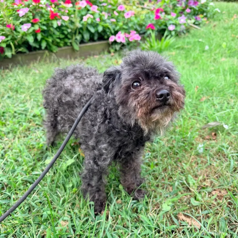 An adult small-sized female Miniature Poodle dog named Lucy for adoption in Newark, NJ