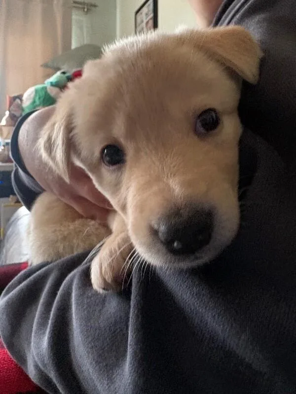 A baby medium-sized male Yellow / Tan / Blond / Fawn Labrador Retriever dog named Sunny for adoption in Van Nuys, CA