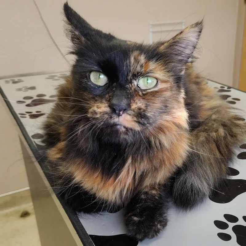 A senior medium-sized female Domestic Short Hair cat named Sally for adoption in Coos Bay, OR