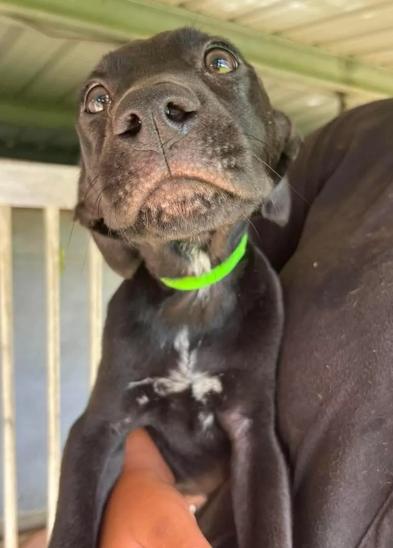A young medium-sized male Labrador Retriever dog named Dip for adoption in Hampton, VA