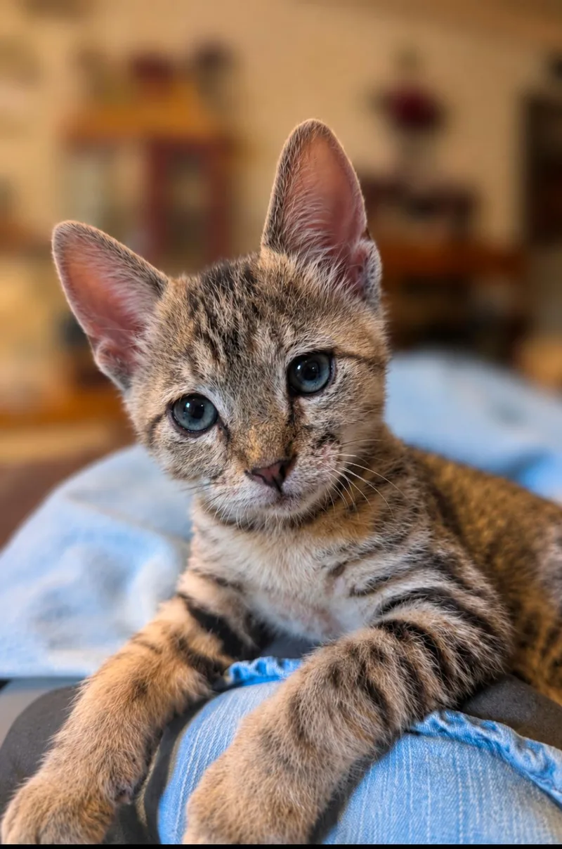 A baby small-sized male Tabby (Buff / Tan / Fawn) Domestic Short Hair cat named Pistachio for adoption in Bentonville, AR