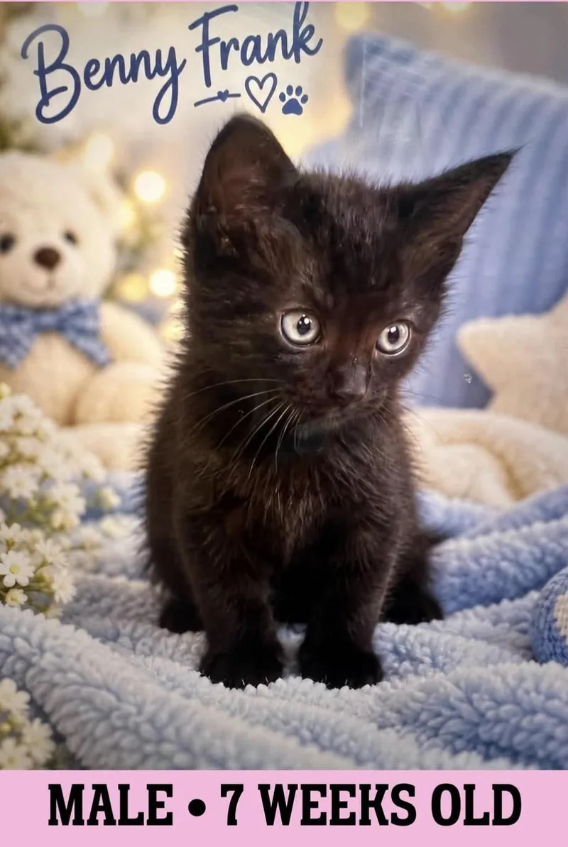 A young small-sized male Black American Shorthair cat named Benny Frank for adoption in Fort Payne, AL