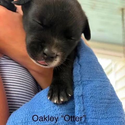 OakleyOtter thumbnail 4