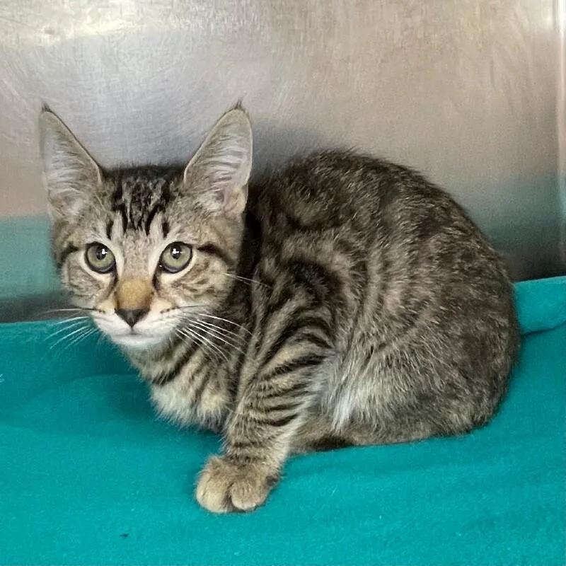 A baby medium-sized male Domestic Short Hair cat named Sprout for adoption in Roanoke, VA