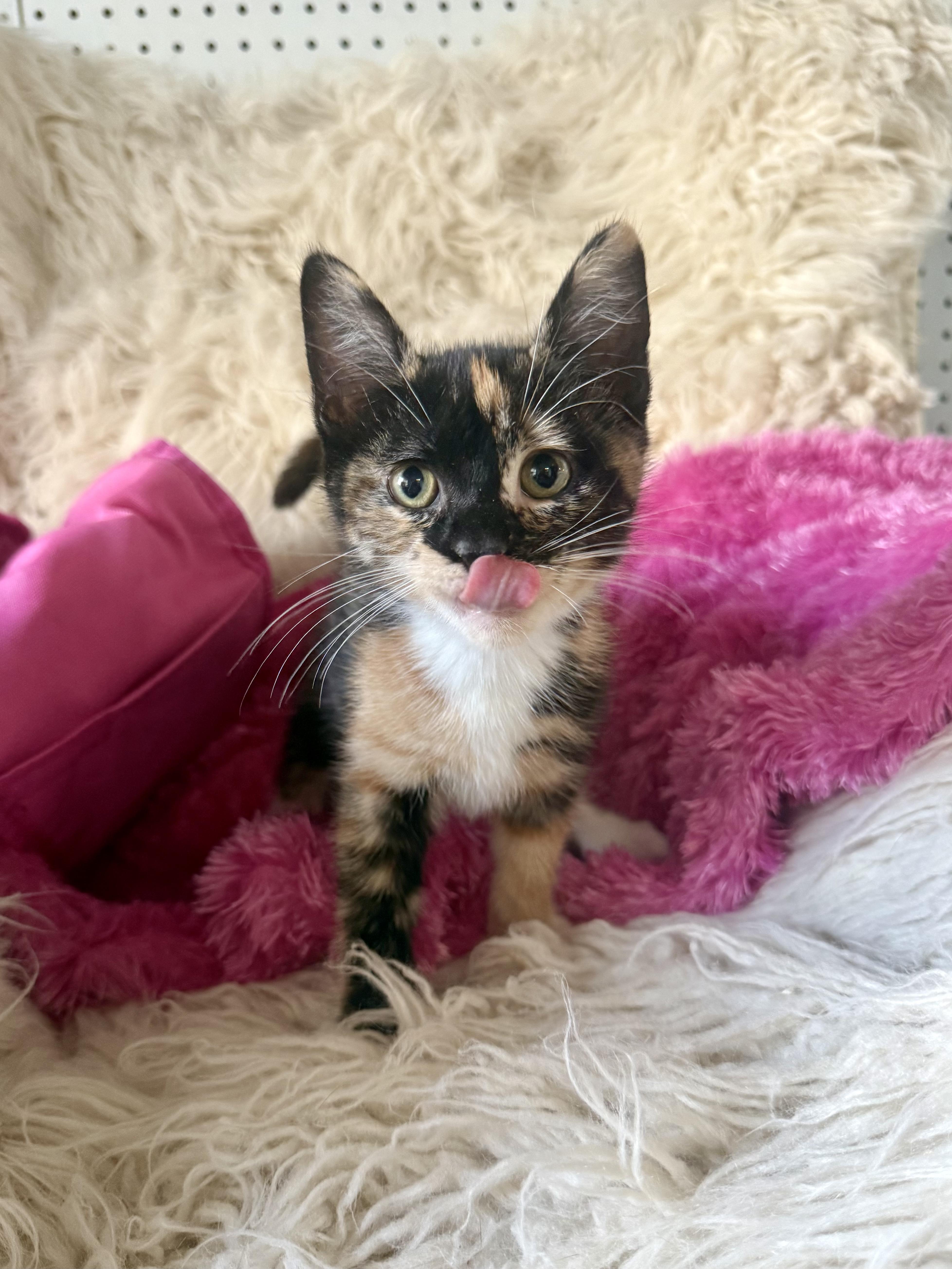 A young medium-sized female Domestic Medium Hair cat named Latte for adoption in Jefferson, LA