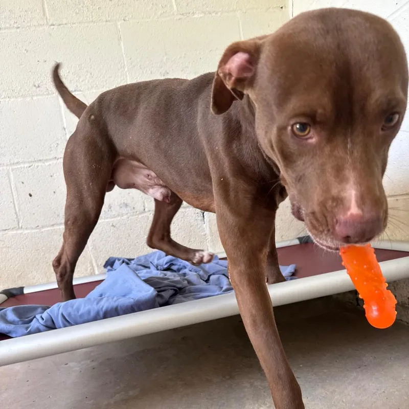 An adult medium-sized male Pit Bull Terrier dog named Tank for adoption in LOXAHATCHEE, FL