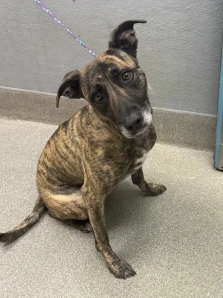 An adult medium-sized female Dutch Shepherd dog named Arrietty for adoption in Las Vegas, NV