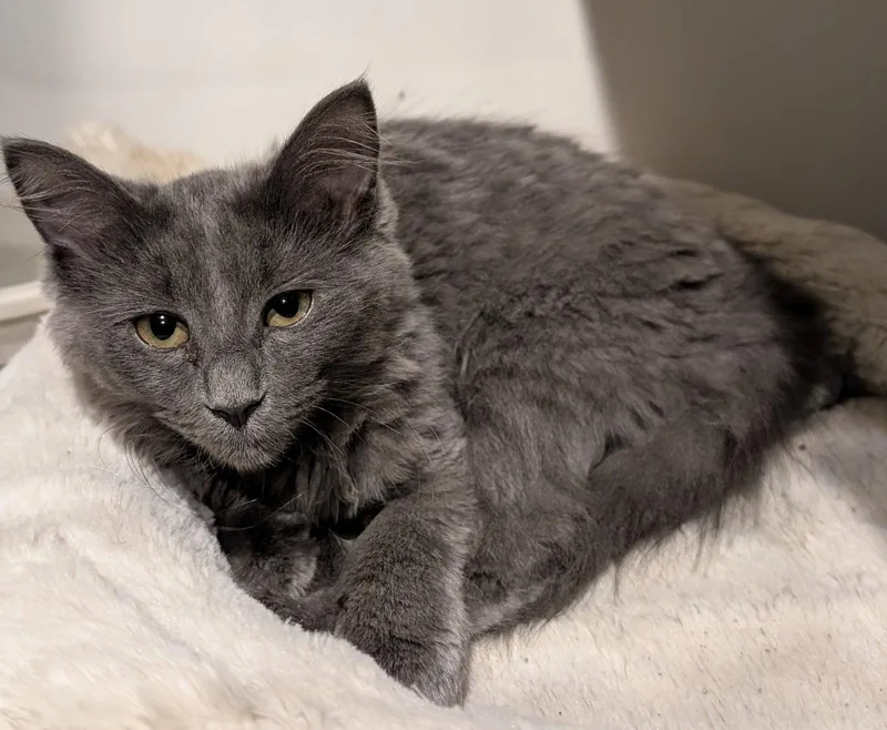 A young medium-sized female Gray / Blue / Silver Domestic Medium Hair cat named Bonnie .. for adoption in Apopka, FL