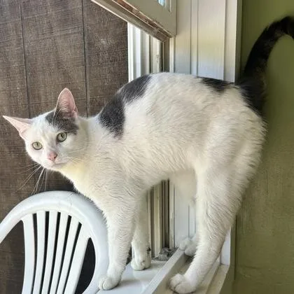 An adult medium-sized male Domestic Short Hair cat named Dumpling for adoption in East Montpelier, VT