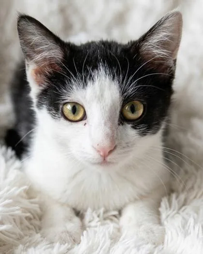 A baby medium-sized female Domestic Short Hair cat named Simea for adoption in Bedford, IN