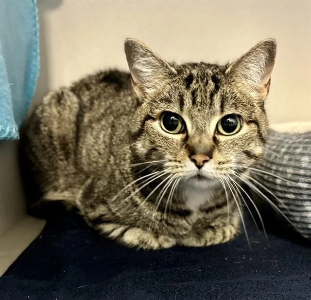 An adult small-sized female Domestic Short Hair cat named Suki for adoption in Kalamazoo, MI