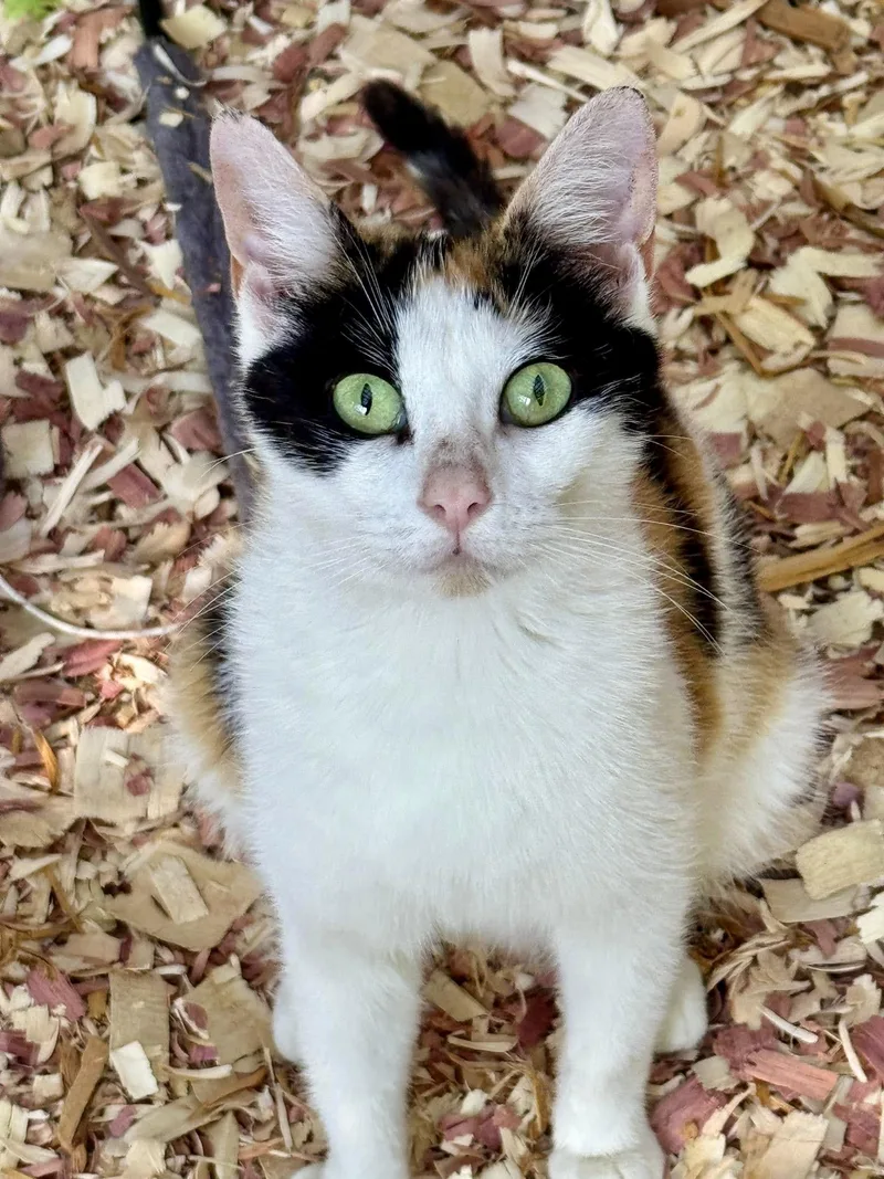 A young medium-sized female Calico cat named Little Debbie for adoption in Bethel, CT