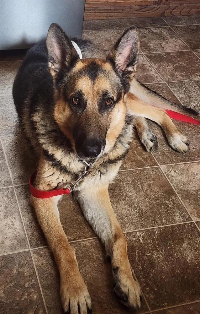 An adult large-sized male Tricolor (Brown, Black, & White) German Shepherd Dog dog named Memphis for adoption in Suamico, WI