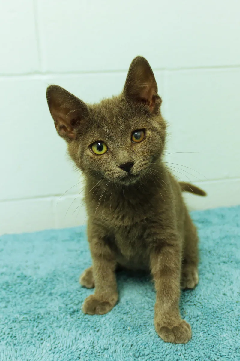 A baby medium-sized male Gray / Blue / Silver Russian Blue cat named Smokey for adoption in Urbana, OH