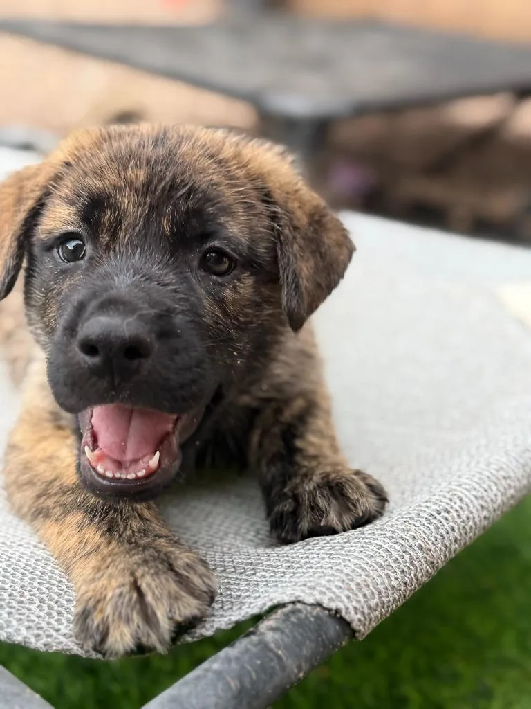 A baby large-sized male Shepherd dog named Voodoo for adoption in Phoenix, AZ