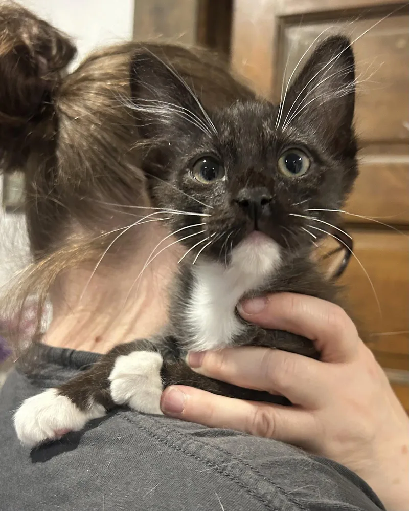 A baby medium-sized male Tuxedo cat named Scooter Napa for adoption in Napa, CA
