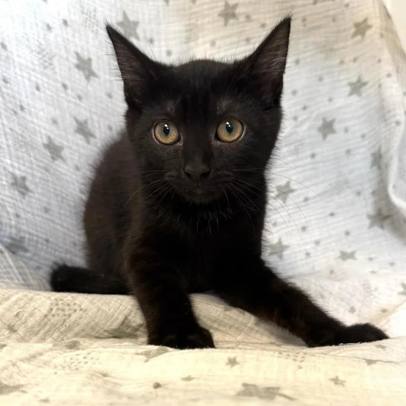 A baby medium-sized male Black Domestic Short Hair cat named Rocket for adoption in Greensburg, PA