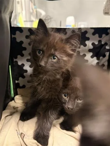A baby small-sized male Domestic Medium Hair cat named Secret for adoption in San Martin, CA