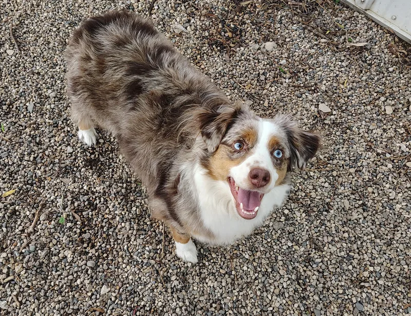 Auggie