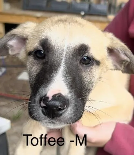 A baby large-sized male Yellow / Tan / Blond / Fawn Labrador Retriever dog named Toffee for adoption in Parma, OH