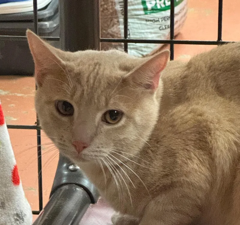 A young large-sized male Domestic Short Hair cat named Hurricane for adoption in Olean, NY