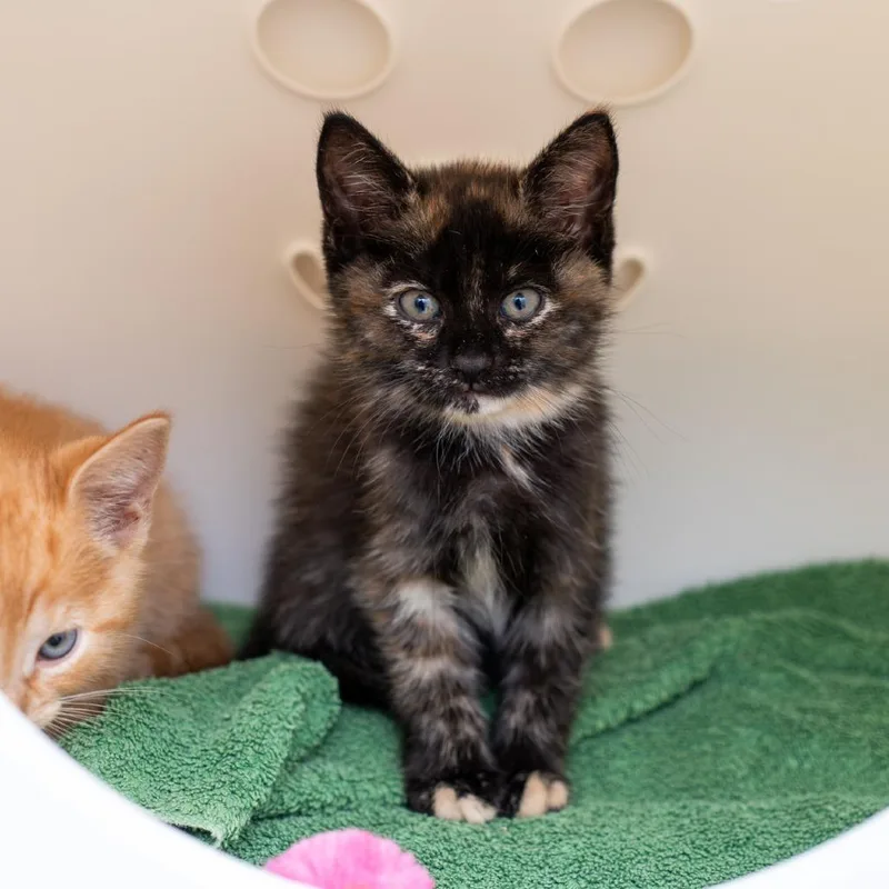 A baby small-sized female Tortoiseshell Domestic Short Hair cat named Allie for adoption in New York, NY