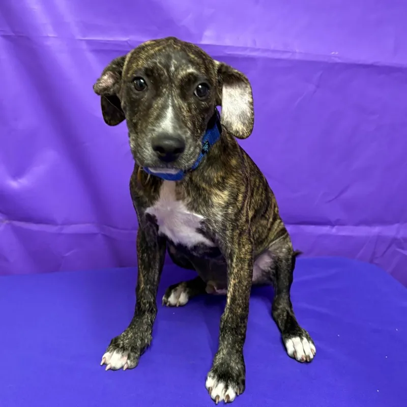 A baby medium-sized male Plott Hound dog named Keno for adoption in North Myrtle Beach, SC