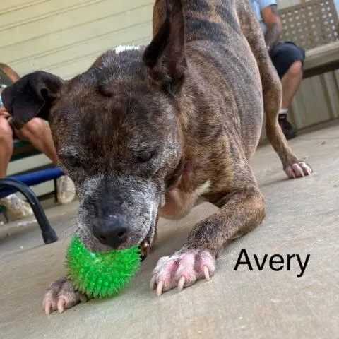 Avery thumbnail 2