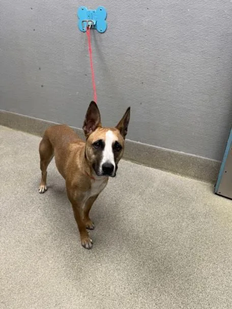 An adult small-sized female Pit Bull Terrier dog named Kookie for adoption in Las Vegas, NV