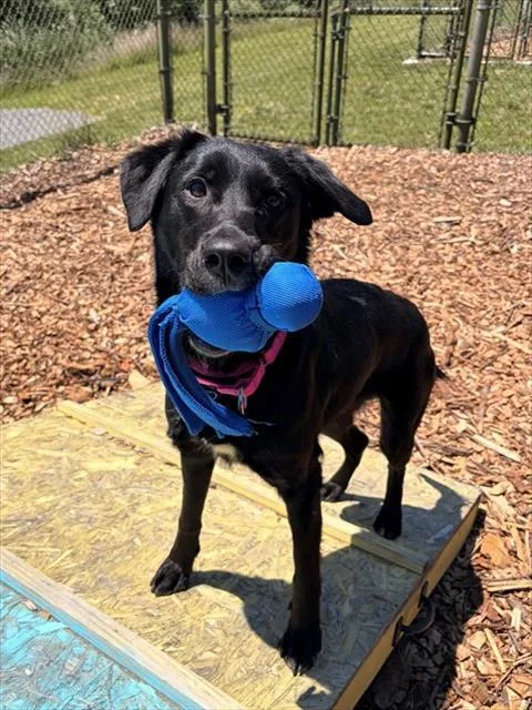 A young medium-sized female Labrador Retriever dog named Maya for adoption in Leesburg, VA