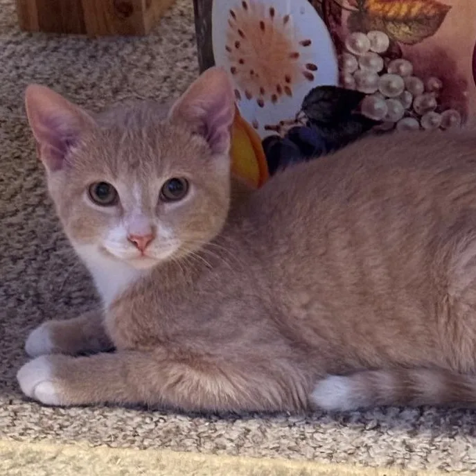 A young small-sized male Buff & White Domestic Short Hair cat named Carter for adoption in Gresham, WI